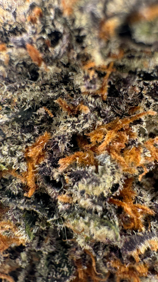 Vanilla Truffle