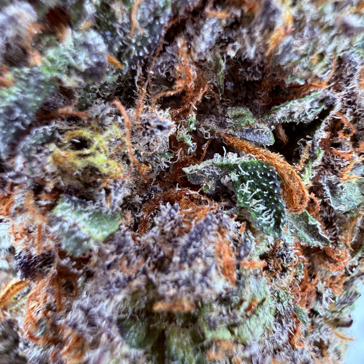 Critical Mass