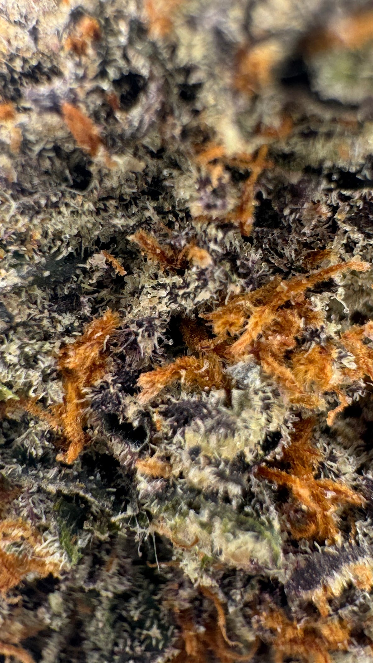 Vanilla Truffle